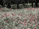 Italy Sicily Trapani Poppies Olive Groves Poster Print by Terry Eggers