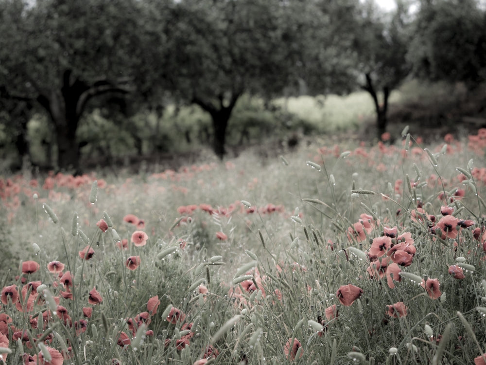 Italy Sicily Poppies Olive Groves and Vineyards Spring Poster Print