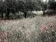 Italy Sicily Poppies Olive Groves and Vineyards Spring Poster Print
