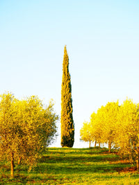 Italy Tuscany Morning Light in Olive Groves Poster Print by Terry Eggers