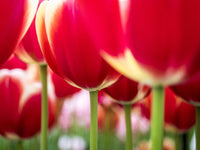 Close-up image of tulips in Lisse, Netherlands poster print by Terry Eggers.