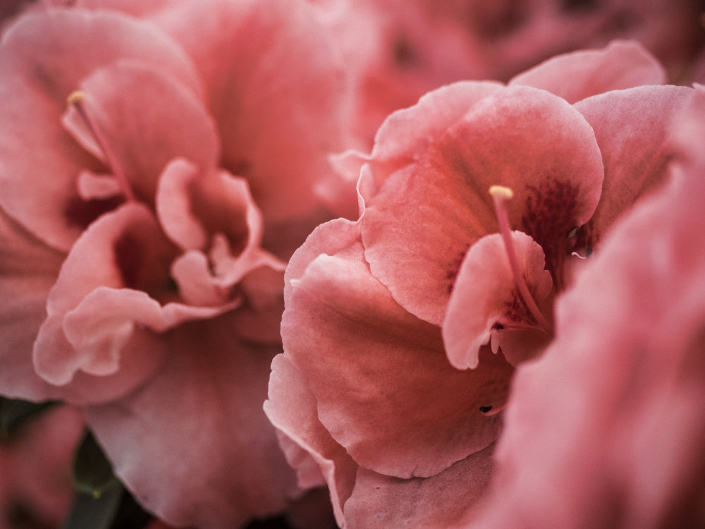 Close-up image of tulips poster print by Terry Eggers.
