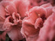 Close-up image of tulips poster print by Terry Eggers.