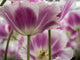 Close-up tulip poster print from Lisse, Netherlands by Terry Eggers.