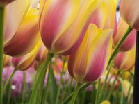 Close-up poster print of tulips from Lisse, Netherlands.