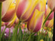 Close-up poster print of tulips from Lisse, Netherlands.