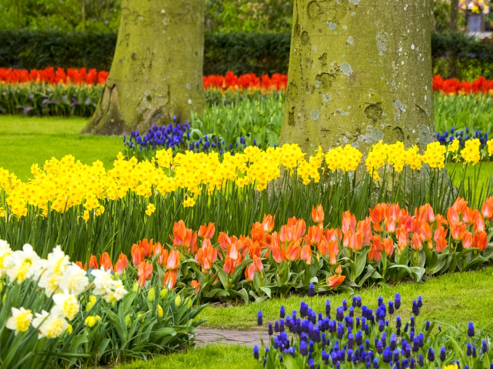 Lisse Spring Blooms Poster Print by Terry Eggers showcasing multicolored flowers in spring.