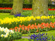 Lisse Spring Blooms Poster Print by Terry Eggers showcasing multicolored flowers in spring.