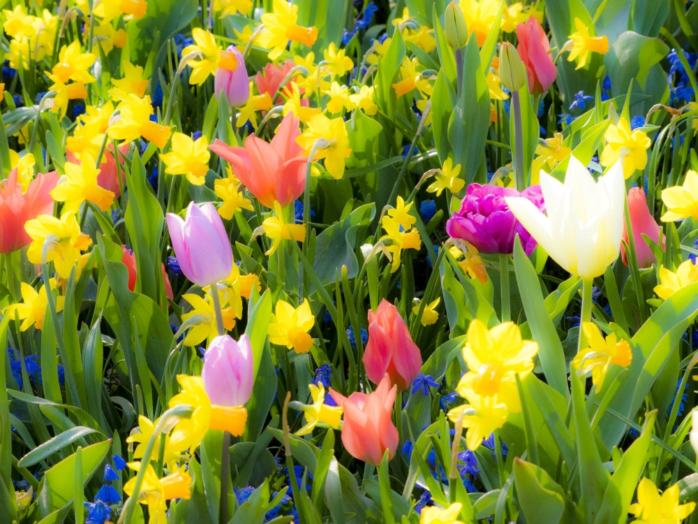 Multicolored flowers blooming in spring in Lisse, Netherlands poster print by Terry Eggers.