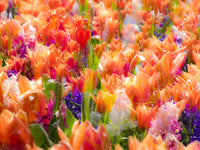 Multicolored flowers blooming in spring poster print by Terry Eggers.