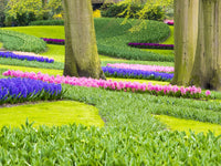 Spring Blooms in Lisse, Netherlands Poster Print by Terry Eggers