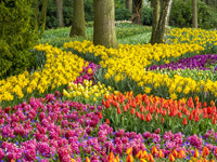Multicolored flowers blooming in spring in Lisse, Netherlands poster print by Terry Eggers.