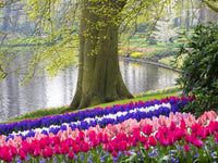 Netherlands Spring Blooms Poster Print showcasing multicolored flowers by Terry Eggers.