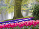 Netherlands Spring Blooms Poster Print showcasing multicolored flowers by Terry Eggers.