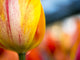 Close-up image of tulips poster print by Terry Eggers.