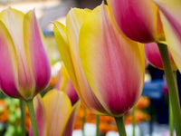 Close-up image of tulips poster print by Terry Eggers.