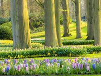 Multicolored flowers blooming in spring, poster print by Terry Eggers