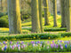 Multicolored flowers blooming in spring, poster print by Terry Eggers