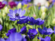 Multicolored flowers blooming in spring in Lisse, Netherlands poster print by Terry Eggers.