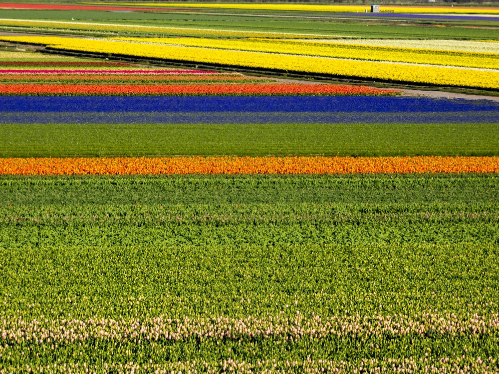 Colorful flower fields in full bloom poster print by Terry Eggers