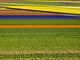 Colorful flower fields in full bloom poster print by Terry Eggers