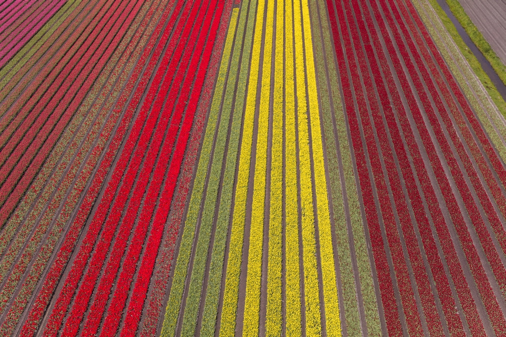 Aerial view of vibrant tulip fields in North Holland, poster print.