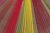 Aerial view of vibrant tulip fields in North Holland, poster print.