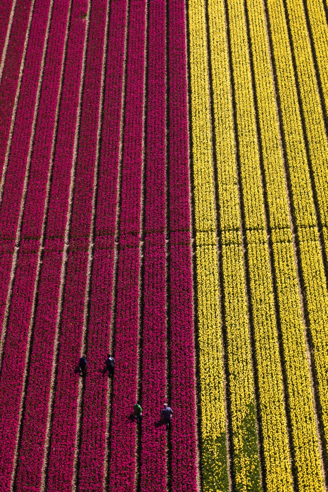 Aerial view of tulip fields in North Holland, vibrant floral landscape poster print.