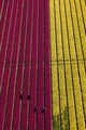 Aerial view of tulip fields in North Holland, vibrant floral landscape poster print.