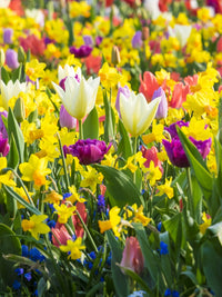 Multicolored flowers in Spring bloom poster print by Terry Eggers.