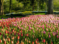 Assorted Spring Flowers Poster Print by Terry Eggers featuring vibrant blooms