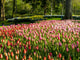 Assorted Spring Flowers Poster Print by Terry Eggers featuring vibrant blooms