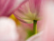 Close-up of tulips fine art print by Terry Eggers showcasing vibrant colors and delicate details.
