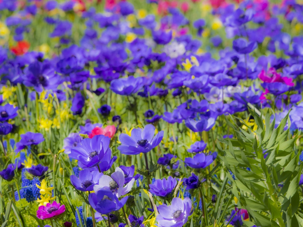 Multicolored Flowers in Spring Bloom Poster Print by Terry Eggers