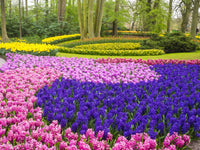 Forest and flowers poster print from the Keukenhof Gardens by Terry Eggers.