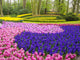 Forest and flowers poster print from the Keukenhof Gardens by Terry Eggers.