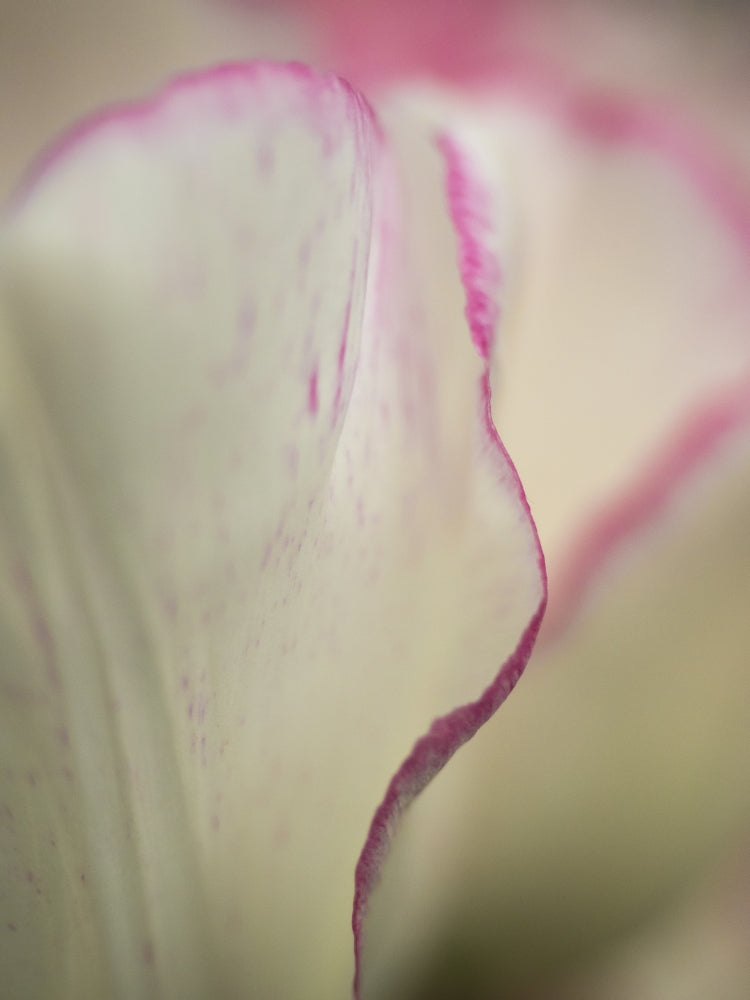Close-Up of Tulips Poster Print featuring vibrant floral details.