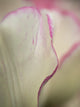 Close-Up of Tulips Poster Print featuring vibrant floral details.