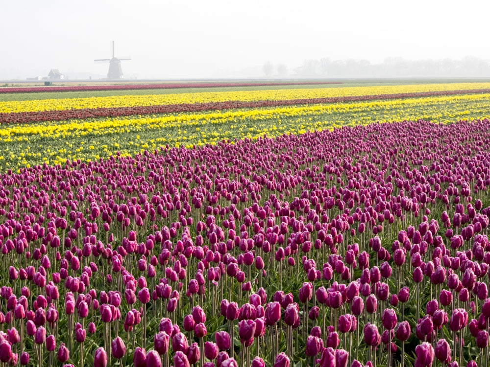 Flower with Windmill in Fog Poster Print by Terry Eggers, serene nature art