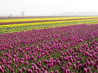 Flower with Windmill in Fog Poster Print by Terry Eggers, serene nature art