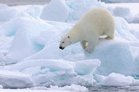 Polar bear walking on pack ice in North of Svalbard poster print by Ellen Goff.