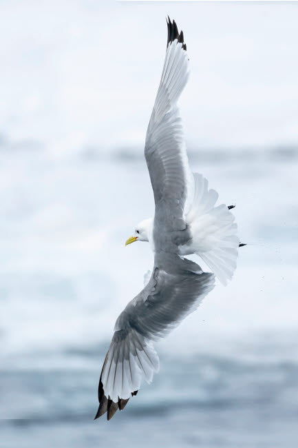 Pack Ice, North of Svalbard poster print featuring a black-legged kittiwake in flight.