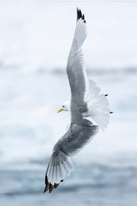 Pack Ice, North of Svalbard poster print featuring a black-legged kittiwake in flight.