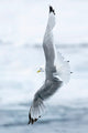 Pack Ice, North of Svalbard poster print featuring a black-legged kittiwake in flight.
