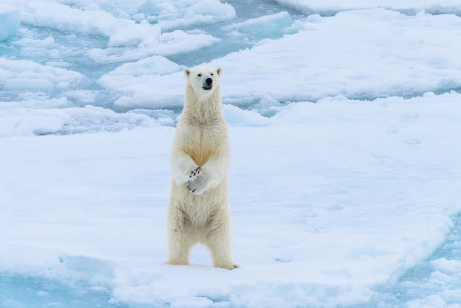 Norway Svalbard Sea Ice Edge Polar Bear Poster Print by Yuri Choufour
