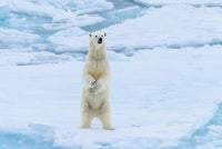 Norway Svalbard Sea Ice Edge Polar Bear Poster Print by Yuri Choufour