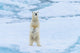 Norway Svalbard Sea Ice Edge Polar Bear Poster Print by Yuri Choufour