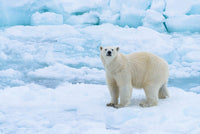 Norway Svalbard Sea ice edge poster print featuring polar bear by Yuri Choufour.