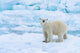 Norway Svalbard Sea ice edge poster print featuring polar bear by Yuri Choufour.