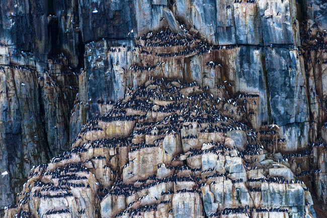 Thick-billed Murre Colony Poster Print at Alkefjellet, Svalbard by Yuri Choufour